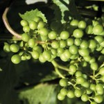 Применение Нутри-Файт на винограде. Янкина Агро