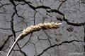 10 пунктов плана действий при засухе зерновых